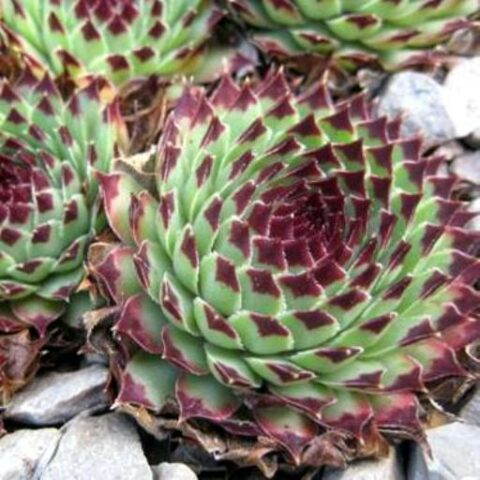 Leontopodium nivale subsp. alpinum (Stella alpina o Edelweiss) » Vendita  Piante Online