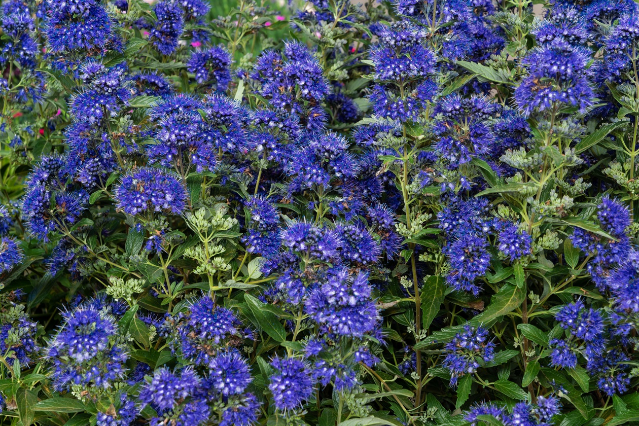 Fioriera verticale con piante Placid Blue