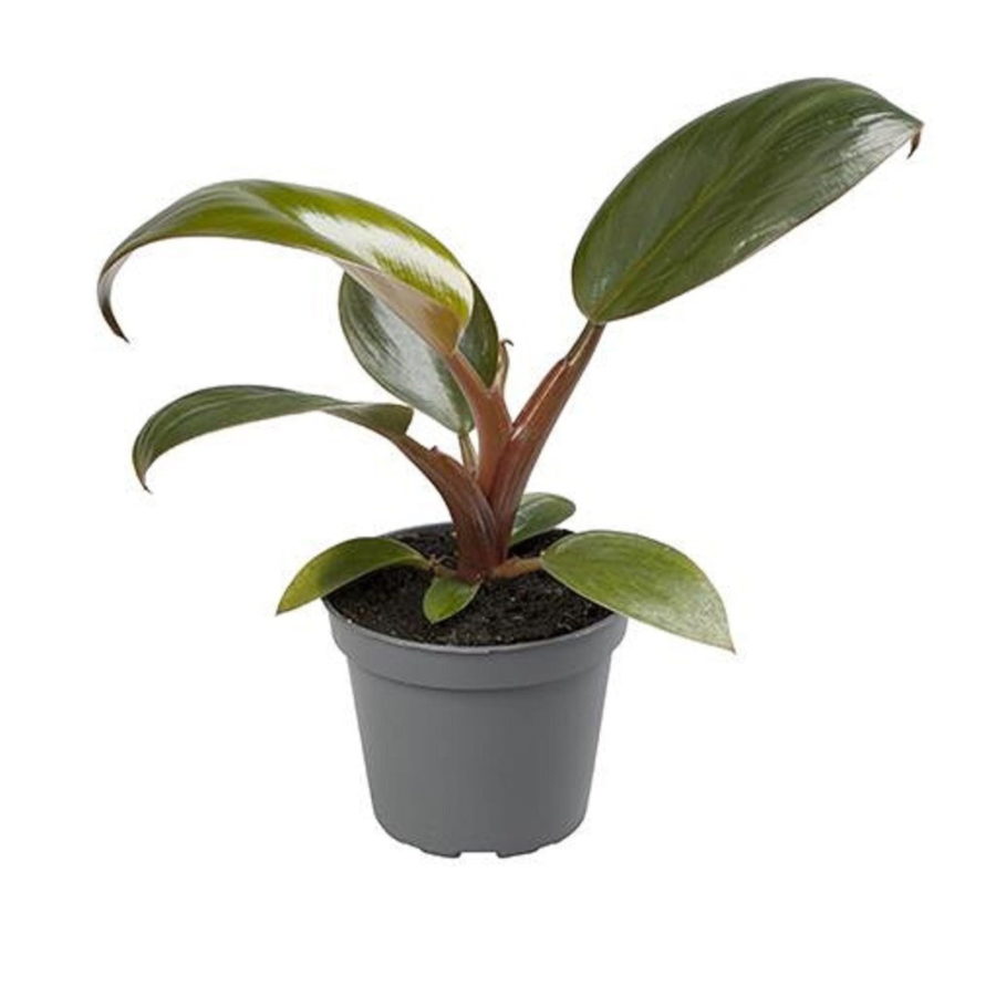 Philodendron "Rojo Congo" Baby Plant [Vaso 6cm] (spedizione gratuita)
