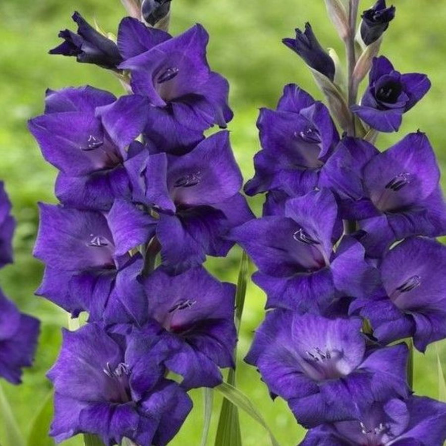 Gladiolus Purple Flora - Gladiolo (10 BULBI)