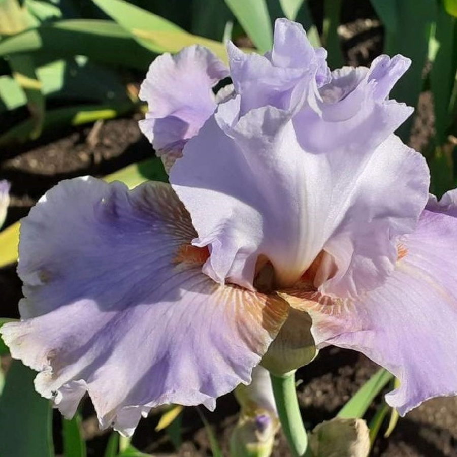 Iris barbata "Acqua di Rosa" (Giaggiolo) [Vaso 18cm]