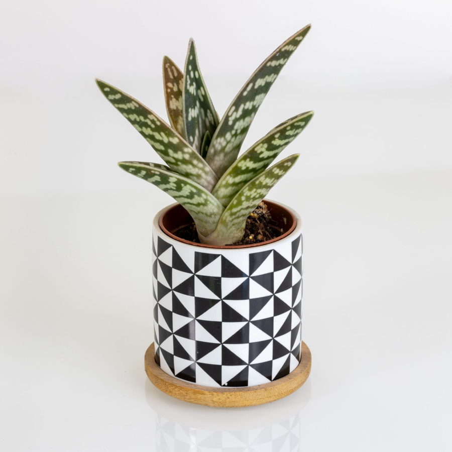 Aloe variegata [Vaso 6,5cm]