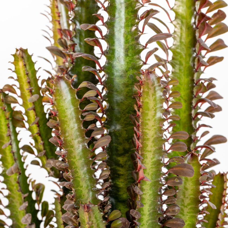 Euphorbia trigona f. rubra