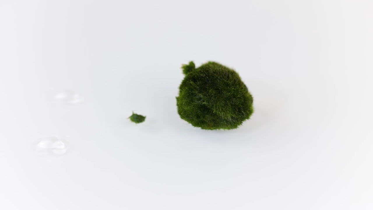 Marimo, l'alga palla che arriva dal Giappone - Ispirando